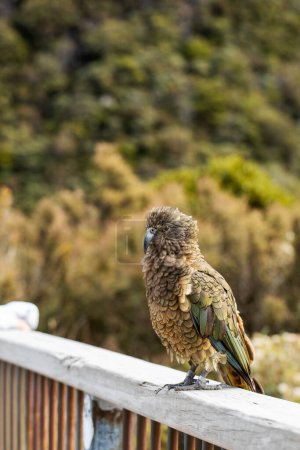 Pájaro Kea en un viaje en Arthurs Pass, invitando a viajar y explorar en la naturaleza neozelandesa. Viajes