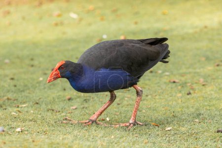A native Pukeko bird with striking blue plumage and red beak, foraging in New Zealand wetlands. Bird watching.