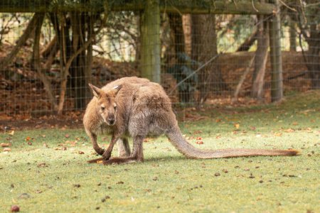 A curious wallaby with soft brown fur, standing in a lush New Zealand meadow. Wallaby