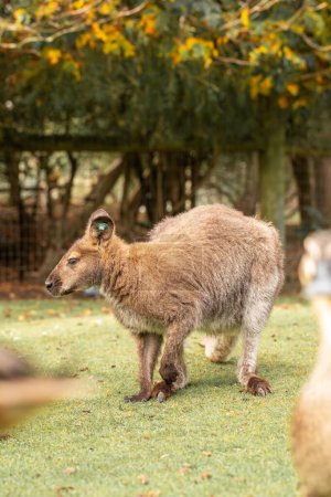 Ein neugieriges Wallaby mit weichem braunem Fell steht auf einer saftigen neuseeländischen Wiese. Wallaby