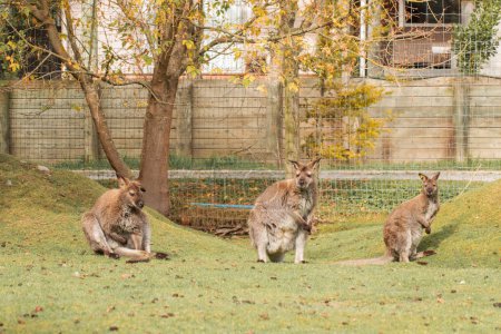 Group of wallabies peacefully grazing and resting in a meadow, showcasing their natural behavior in a protected wildlife park