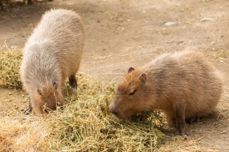 Deux capybaras broutant paisiblement sur le foin dans un cadre naturel, mettant en valeur leurs comportements sociaux et alimentaires.