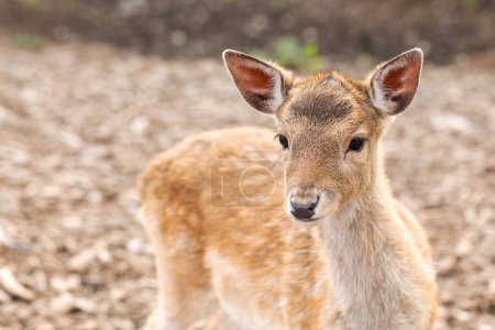 Portrait d'un jeune cerf à la fourrure brun tendre, regardant doucement dans son habitat forestier naturel, mettant en valeur la beauté de la faune.