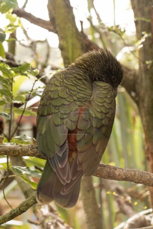 A Kea parrot preens itself on a branch, showcasing its vibrant green plumage in the wilds of New Zealand. Bird watching