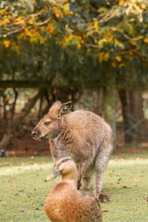 Ein neugieriges Wallaby mit weichem braunem Fell steht auf einer saftigen neuseeländischen Wiese. Wallaby