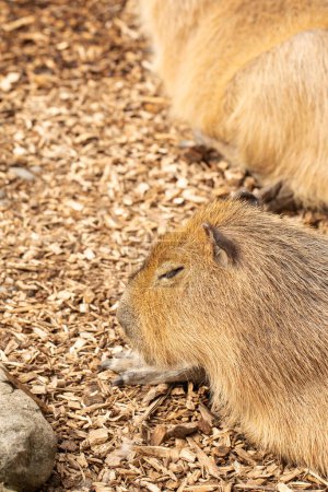 Close-up of a capybara peacefully resting on wood chips, captured in a serene naturalistic enclosure