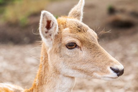 Portrait d'un jeune cerf à la fourrure brun tendre, regardant doucement dans son habitat forestier naturel, mettant en valeur la beauté de la faune.
