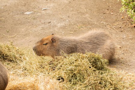 Capybara broutant paisiblement sur le foin dans un cadre naturel, mettant en valeur leurs comportements sociaux et alimentaires.