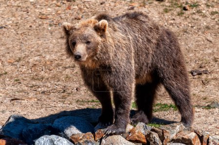 Foto de Un oso marrón Ursus arctos en un parque de animales. - Imagen libre de derechos