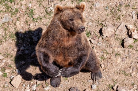Foto de Oso pardo Ursus arctos parado en sus patas traseras pidiendo comida en un parque de animales, visto desde arriba. - Imagen libre de derechos