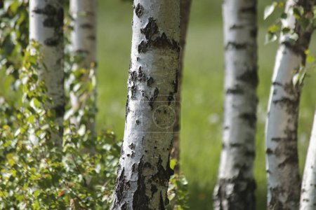 Spring birch trees with green meadow on background