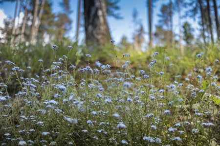 Foto de Primavera azul olvidarme-no plantas con árboles forestales en el fondo - Imagen libre de derechos