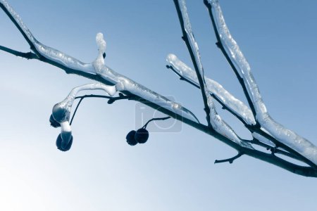 Foto de Rama congelada cubierta de hielo con cielo de invierno sobre fondo - Imagen libre de derechos