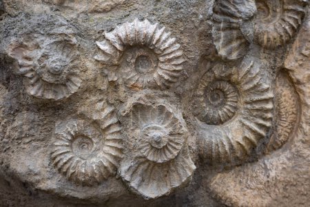Foto de Amonita fósil en piedra: fondo de fósiles de paleontología - Imagen libre de derechos