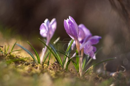 Foto de Crocus salvaje primavera violeta flores detalle con hermoso bokeh de lente vieja - Imagen libre de derechos