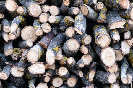 Foto de Montón de troncos cortados en bruto - montón de madera de frondosas - Imagen libre de derechos