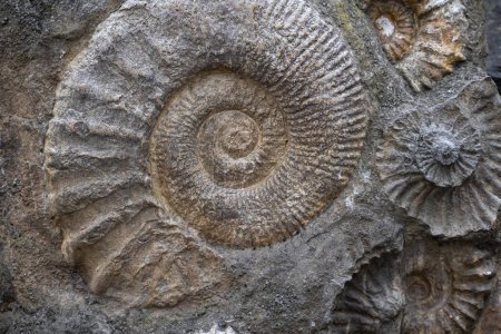 Photo for Ammonite Fossil  in Stone Background, Fossils - Royalty Free Image