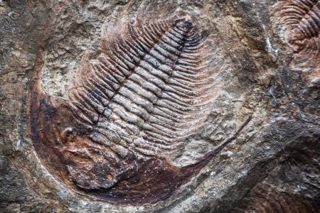 Photo for Trilobite fossil in stone detail - Royalty Free Image