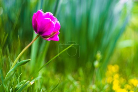 Tulip flower with beautiful bokeh of vintage lens