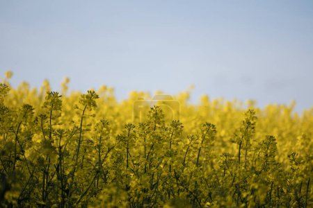 Foto de Violación flores detalle campo con el cielo azul en el fondo - Imagen libre de derechos
