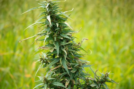 Téléchargez les photos : Cannabis détail de la plante en plein air sur fond vert flou - en image libre de droit