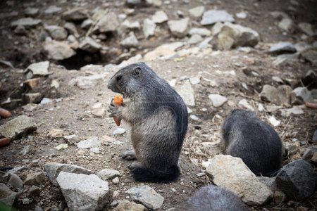 Téléchargez les photos : Marmotte de montagne tenant et mangeant de la carotte - en image libre de droit