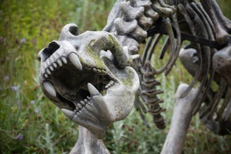Téléchargez les photos : Détail squelette dinosaure avec herbe sur fond - en image libre de droit