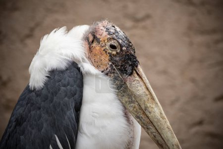 Photo for Marabou stork detail with blurred wall on background - Royalty Free Image