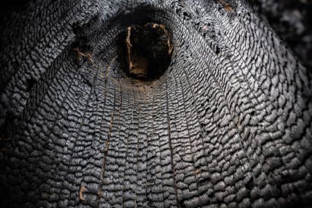 Photo for Burnt tree trunk - inside view - Royalty Free Image