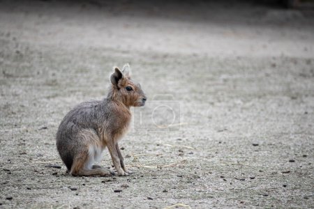 Photo for Patagonian mara animal with empty negative space for graphic design - Royalty Free Image