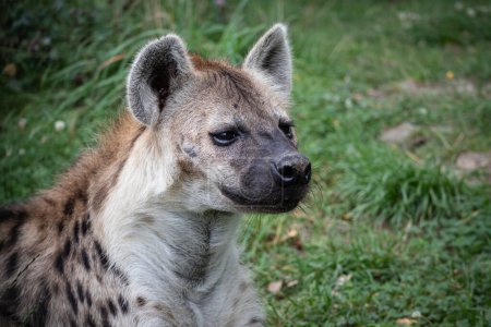 Foto de Retrato de hiena con hierba sobre fondo - Imagen libre de derechos