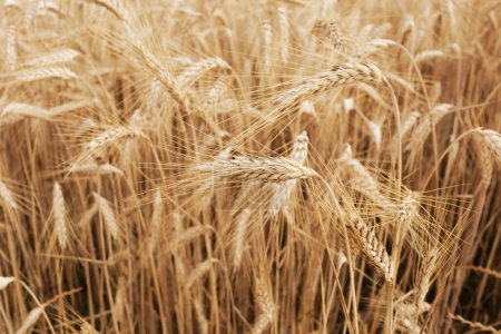Photo for Ripe natural wheat field detail - Royalty Free Image
