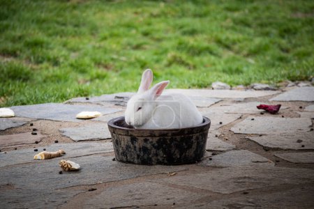 Photo for White rabbit - bunny sitting and eating in bowl - Royalty Free Image