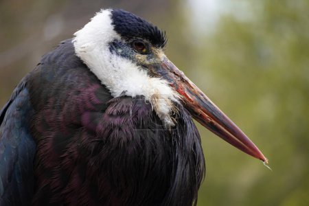 Photo for The woolly necked stork portrait - Royalty Free Image