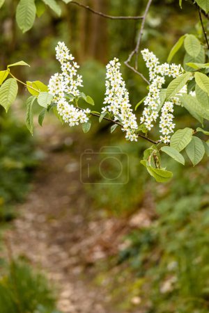 Foto de Flor de cerezo pájaro - detalle de la planta de primavera con el camino borroso del parque en el fondo - Imagen libre de derechos