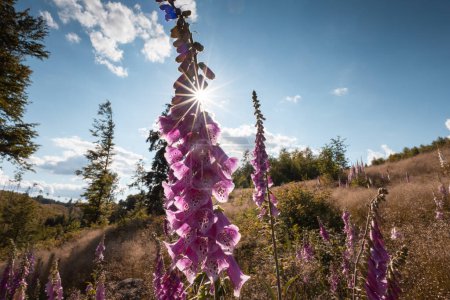 Photo for Foxglove flower with sun and sunset sky on blue sky - Royalty Free Image