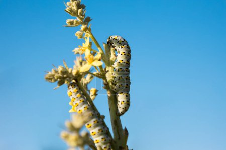 Téléchargez les photos : Caterpillar manger plante avec ciel bleu sur le fond - en image libre de droit