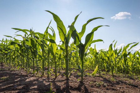 Téléchargez les photos : Petites plantes de maïs sur le champ avec ciel bleu sur le fond - en image libre de droit
