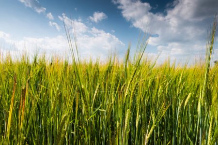 Téléchargez les photos : Champ de blé de printemps avec nuages sur ciel bleu en arrière-plan - en image libre de droit