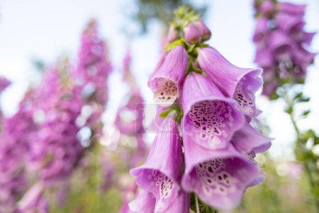 Photo for Purple foxglove flowers - wide angle view - Royalty Free Image