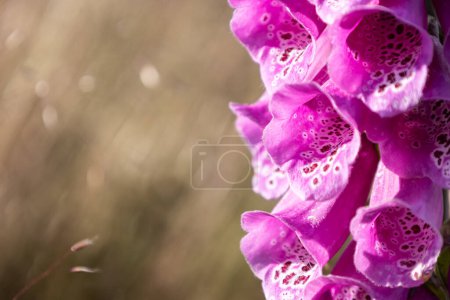 Téléchargez les photos : Fleur pourpre foxglove détail sur fond marron bokeh flou - en image libre de droit