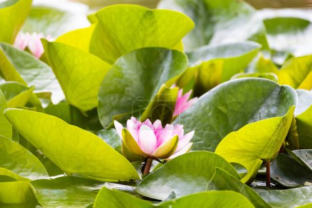 Foto de Lirio de agua - flor de loto con hojas verdes en el estanque - Imagen libre de derechos