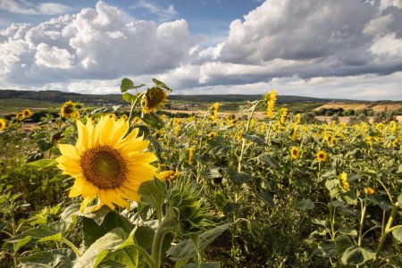 Photo for Sunflower field - sunflowers with clouds on background, wide angle view - Royalty Free Image