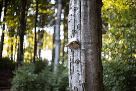 Téléchargez les photos : Champignon polypore sur tronc de hêtre avec fond tourbillonnant flou bokeh de lentille vintage - en image libre de droit