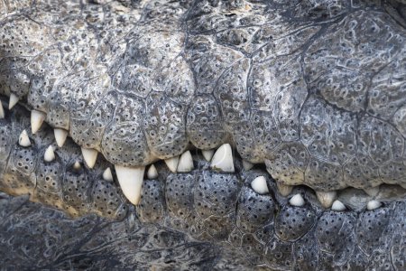Téléchargez les photos : Dents d'alligator gros plan dans la bouche fermée - en image libre de droit