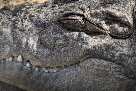 Foto de Detalle de la cabeza de cocodrilo con ojo cerrado y dientes grandes - Imagen libre de derechos
