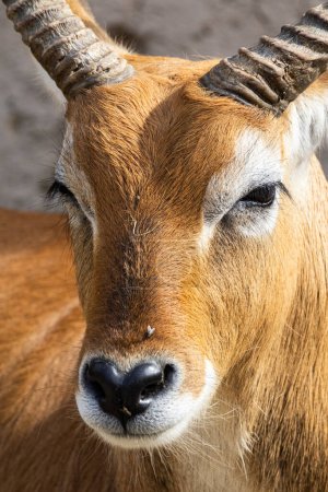 Téléchargez les photos : Portrait d'antilope Waterbuck - gros plan sur la tête - en image libre de droit