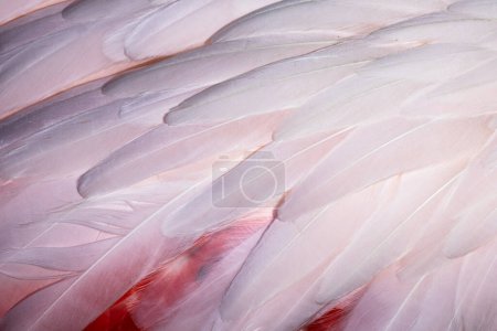 Téléchargez les photos : Détail plumes flamant - fond animal - en image libre de droit