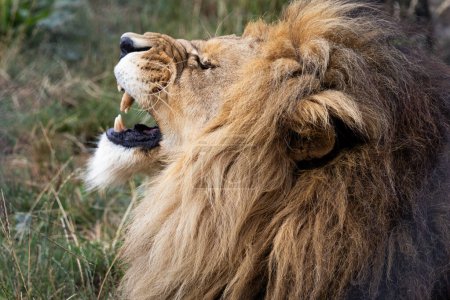 Téléchargez les photos : Détail tête de lion avec bouche ouverte - en image libre de droit