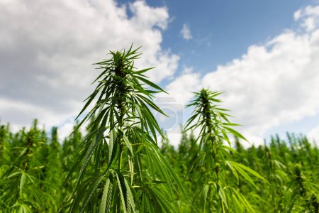 Foto de Cannabis, plantas de cáñamo en el campo con nubes en el cielo en el fondo - Imagen libre de derechos